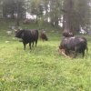 Inalpe 2018